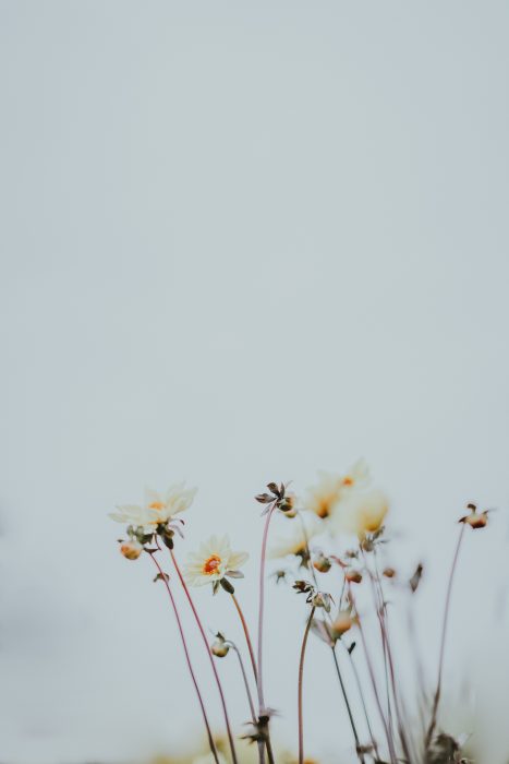 annie-spratt-4CQ3sEkV-TE-unsplash