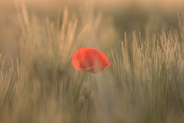 quaritsch-photography-lIYBssO6ahY-unsplash quaritsch-photography-lIYBssO6ahY-unsplash